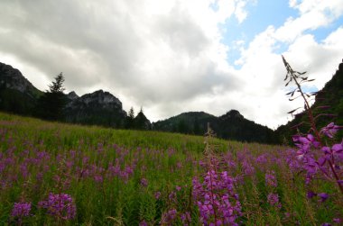 Dağlarda güzel çiçekler