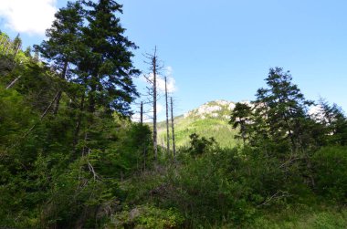 Ağacı olan güzel bir manzara