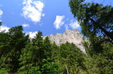 Dağlarda ağaçlar, Koscieliska Vadisi, Tatry Ulusal Parkı, Polonya