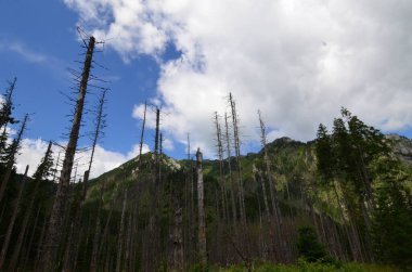 Polonya dağlarında bahar dağı manzarası. Polonya 'nın Tatra Dağları' ndaki Koscieliska Vadisi 'ndeki çakıl yolu.