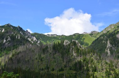 Polonya dağlarında bahar dağı manzarası. Polonya 'nın Tatra Dağları' ndaki Koscieliska Vadisi 'ndeki çakıl yolu.