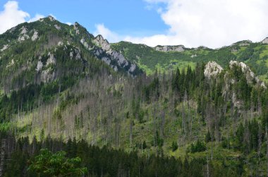 Ormanda bir dağı olan güzel bir manzara, Polonya Tatraları, Koscieliska Vadisi,