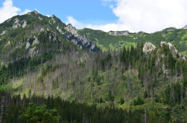 Tatry Dağları, Polonya Tatraları, Koscieliska Vadisi 'nde çok güzel bir yerdir.,