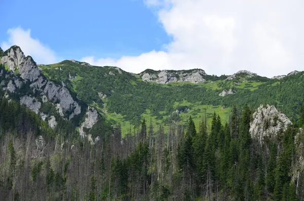 Polonya 'daki tatra dağları, Polonya Tatraları, Koscieliska Vadisi,