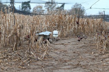 Çekoslovakya 'da sonbaharda bir sülün çiftliği olan Kafes Sülünleri Yetiştirmek