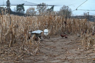 Çekoslovakya 'da sonbaharda bir sülün çiftliği olan Kafes Sülünleri Yetiştirmek