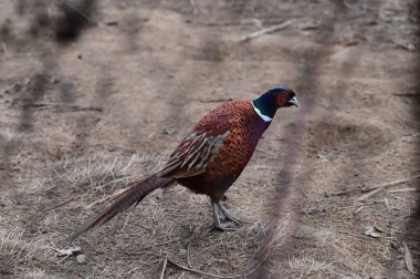 Ormandaki tavus kuşu