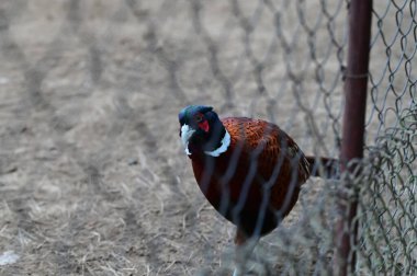 Çitteki sülün kuşu.