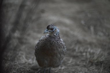  Bir dişi tavuk sülününün yakın plan portresi.