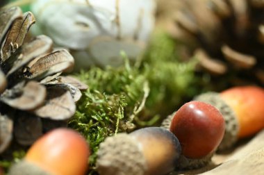 Güzel botanik fotoğrafı, doğal duvar kağıdı.