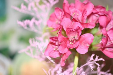 Bahçedeki pembe çiçek