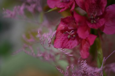 Bahçedeki güzel çiçekler