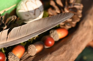 Eski bir tüy ve bir kuş tüyü