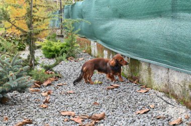 Kahverengi köpek bahçede yerde.