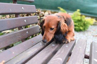 Tahta bir bankta oturan sevimli küçük köpek.