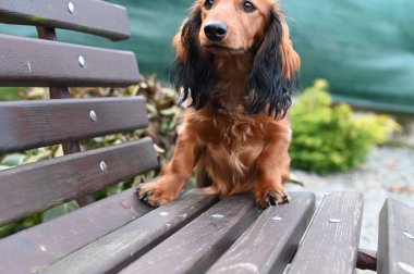 Bankta duran sevimli dachshund köpeği portresi