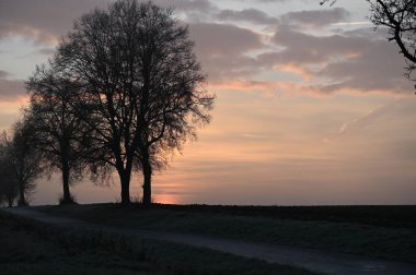 Sabah gündoğumu, tarlalarda ağaçlar