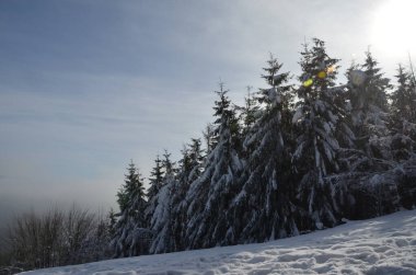 Karlı kış dağ manzarası Ağaçlar ve karla kaplı ağaçlar ormanlarda.
