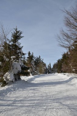 Karla kaplı ağaçlara giden bir yol ve kışın bir yol..