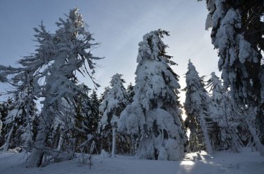 Rusya 'da kış ormanlarında köknar ağacına kar yağar.