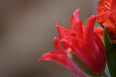 Bahçedeki kırmızı çiçek