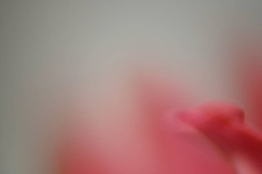 Kırmızı çiçek yapraklarıyla bulanık arkaplan