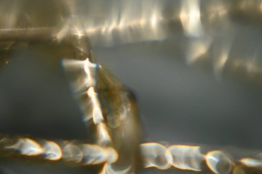 Örümcek 'in makro görüntüsü