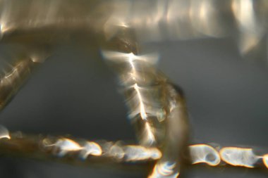 örümcekli makro fotoğraf