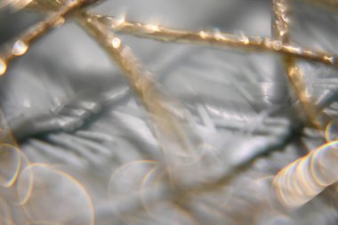 Sabah güzel bir çiçeğin makro fotoğrafçılığı