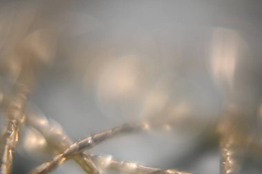 Bahçedeki bir bitkiyi kapat.