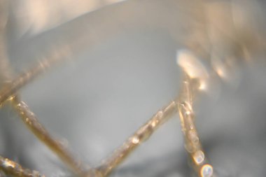 örümceğin ağlı makro fotoğrafı