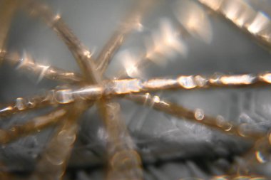 Karahindiba çiçeğinin makro fotoğrafçılığı