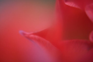 Pembe lale yakın plan, kırmızı lale çiçeği arkaplan