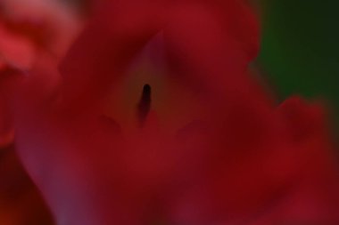 Pembe lale yakın plan, kırmızı lale çiçeği arkaplan