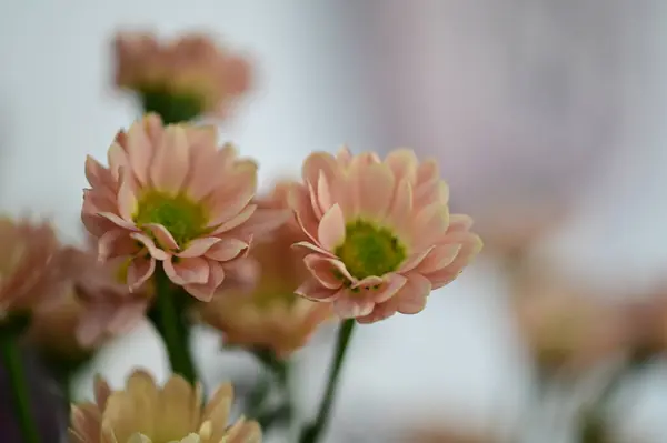 Bahçedeki güzel çiçekler