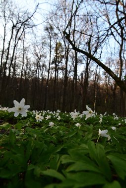 Çek Cumhuriyeti 'nde korunan bir doğa rezervi olan Hnvoick Hj' dan geçen bir orman yolunun huzurlu bir bahar manzarası. Toprak çiçek açan ahşap şakayık (Anemone nemorosa) ile kaplanır ve taze yeşil arasında narin beyaz bir battaniye oluşturur..