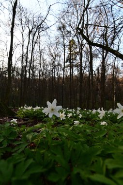 Ormanda güzel bahar çiçekleri