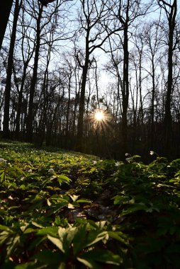 Çek Cumhuriyeti 'nde korunan bir doğa rezervi olan Hnvoick Hj' dan geçen bir orman yolunun huzurlu bir bahar manzarası. Toprak çiçek açan ahşap şakayık (Anemone nemorosa) ile kaplanır ve taze yeşil arasında narin beyaz bir battaniye oluşturur..