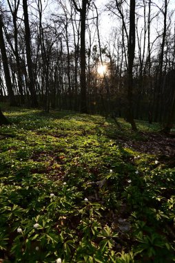 Çek Cumhuriyeti 'nde korunan bir doğa rezervi olan Hnvoick Hj' dan geçen bir orman yolunun huzurlu bir bahar manzarası. Toprak çiçek açan ahşap şakayık (Anemone nemorosa) ile kaplanır ve taze yeşil arasında narin beyaz bir battaniye oluşturur..