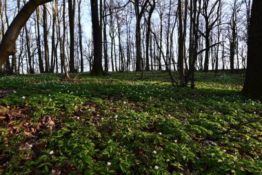 Çek Cumhuriyeti 'nde korunan bir doğa rezervi olan Hnvoick Hj' dan geçen bir orman yolunun huzurlu bir bahar manzarası. Toprak çiçek açan ahşap şakayık (Anemone nemorosa) ile kaplanır ve taze yeşil arasında narin beyaz bir battaniye oluşturur..