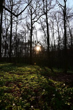 Çek Cumhuriyeti 'nde korunan bir doğa rezervi olan Hnvoick Hj' dan geçen bir orman yolunun huzurlu bir bahar manzarası. Toprak çiçek açan ahşap şakayık (Anemone nemorosa) ile kaplanır ve taze yeşil arasında narin beyaz bir battaniye oluşturur..