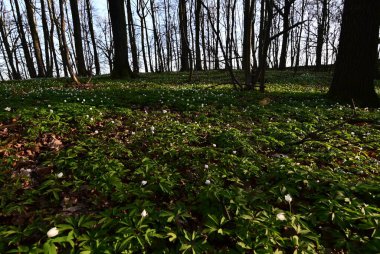 Çek Cumhuriyeti 'nde korunan bir doğa rezervi olan Hnvoick Hj' dan geçen bir orman yolunun huzurlu bir bahar manzarası. Toprak çiçek açan ahşap şakayık (Anemone nemorosa) ile kaplanır ve taze yeşil arasında narin beyaz bir battaniye oluşturur..