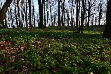 Çek Cumhuriyeti 'nde korunan bir doğa rezervi olan Hnvoick Hj' dan geçen bir orman yolunun huzurlu bir bahar manzarası. Toprak çiçek açan ahşap şakayık (Anemone nemorosa) ile kaplanır ve taze yeşil arasında narin beyaz bir battaniye oluşturur..
