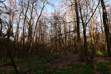 Orman ağaçları ve yeşil yapraklar