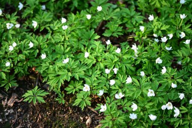 Beyaz ahşap şakayıkların (Anemone nemorosa) yemyeşil bir ormanda çiçek açmasının tepeden tırnağa görüntüsü.