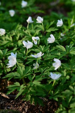 Beyaz ahşap şakayıkların (Anemone nemorosa) yemyeşil bir ormanda çiçek açmasının tepeden tırnağa görüntüsü.