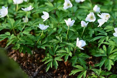 Beyaz ahşap şakayıkların (Anemone nemorosa) yemyeşil bir ormanda çiçek açmasının tepeden tırnağa görüntüsü.
