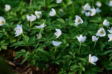 Bahçedeki güzel çiçekler