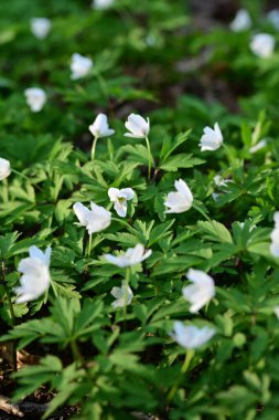Bahçedeki güzel çiçekler