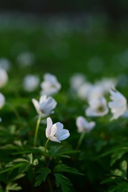 Bahçede beyaz çiçekler